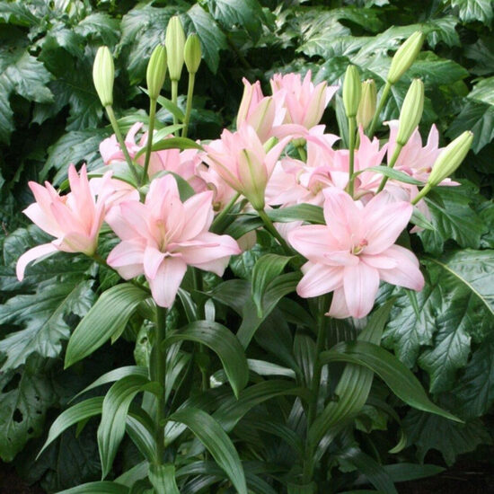 Bentley (Garziedu-Āzijas lilijas hibrīds)